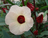 Hibiscus sabdariffa | Roselle | Jamaican Tea | Maple Leaf Hibiscus | 20_Seeds