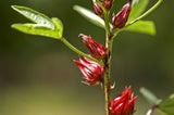 Hibiscus sabdariffa | Roselle | Jamaican Tea | Maple Leaf Hibiscus | 20_Seeds