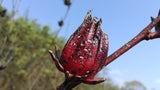 Hibiscus sabdariffa | Roselle | Jamaican Tea | Maple Leaf Hibiscus | 20_Seeds
