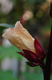 Hibiscus sabdariffa | Roselle | Jamaican Tea | Maple Leaf Hibiscus | 20_Seeds