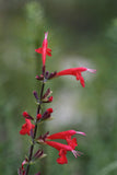 Salvia coccinea | Blood Scarlet Sage | 500_Seeds