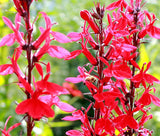 Salvia coccinea | Blood Scarlet Sage | 500_Seeds