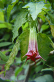 Brugmansia sanguinea Red | Eagle Tree | Mountain Angel Trumpet | 10_Seeds