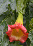 Brugmansia sanguinea Red | Eagle Tree | Mountain Angel Trumpet | 10_Seeds
