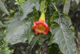 Brugmansia sanguinea Red | Eagle Tree | Mountain Angel Trumpet | 10_Seeds