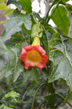 Brugmansia sanguinea Red | Eagle Tree | Mountain Angel Trumpet | 10_Seeds