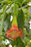 Brugmansia sanguinea Red | Eagle Tree | Mountain Angel Trumpet | 10_Seeds