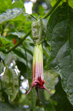 Brugmansia sanguinea Red | Eagle Tree | Mountain Angel Trumpet | 10_Seeds