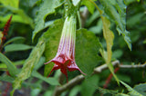 Brugmansia sanguinea Red | Eagle Tree | Mountain Angel Trumpet | 10_Seeds