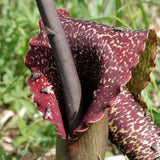 Sauromatum venosum | Voodoo Lily | 10_Seeds
