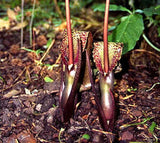 Sauromatum venosum | Voodoo Lily | 10_Seeds
