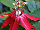 Passiflora vitifolia Hybrid x coccinea | Scarlet Flame | 20_Seeds