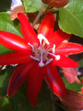 Passiflora vitifolia Hybrid x coccinea | Scarlet Flame | 20_Seeds