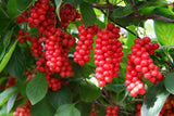 Schisandra chinensis | Chinese Magnolia Vine | Five Flavor Fruit | 10_Seeds