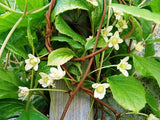 Schisandra chinensis | Chinese Magnolia Vine | Five Flavor Fruit | 10_Seeds