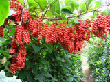 Schisandra chinensis | Chinese Magnolia Vine | Five Flavor Fruit | 10_Seeds