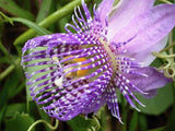 Passiflora seemannii | Seemanns Passion Flower | 5_Seeds