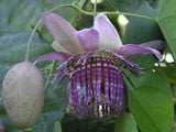 Passiflora seemannii | Seemanns Passion Flower | 5_Seeds