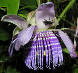 Passiflora seemannii | Seemanns Passion Flower | 5_Seeds