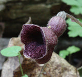Aristolochia serpentaria | Virginia Black Snakeroot | 5_Seeds