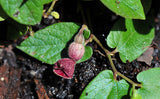 Aristolochia serpentaria | Virginia Black Snakeroot | 5_Seeds