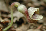 Aristolochia serpentaria | Virginia Black Snakeroot | 5_Seeds