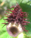 Aristolochia Serra da Vista | 10_Seeds