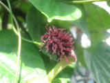 Aristolochia Serra da Vista | 10_Seeds