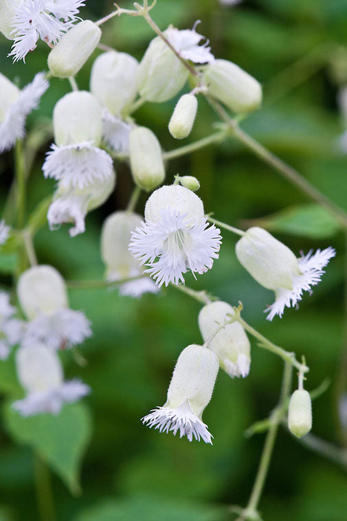 Silene fimbriata | Fringed campion | Bladderwort