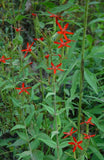 Silene regia | Royal Catchfly | 10_Seeds