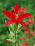 Silene regia | Royal Catchfly | 10_Seeds
