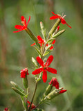 Silene regia | Royal Catchfly | 10_Seeds