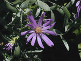 Symphyotrichum sericeum |  Silky Aster | 20_Seeds
