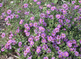 Symphyotrichum sericeum |  Silky Aster | 20_Seeds