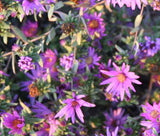 Symphyotrichum sericeum |  Silky Aster | 20_Seeds