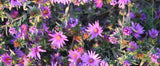 Symphyotrichum sericeum |  Silky Aster | 20_Seeds