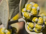 Simmondsia chinensis | Jojoba | Goat & Deer & Pig Nut | Wild Hazel | 5_Seeds