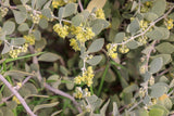 Simmondsia chinensis | Jojoba | Goat & Deer & Pig Nut | Wild Hazel | 5_Seeds