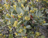 Simmondsia chinensis | Jojoba | Goat & Deer & Pig Nut | Wild Hazel | 5_Seeds