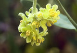 Simmondsia chinensis | Jojoba | Goat & Deer & Pig Nut | Wild Hazel | 5_Seeds