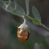 Simmondsia chinensis | Jojoba | Goat & Deer & Pig Nut | Wild Hazel | 5_Seeds