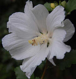 Hibiscus syriacus Snow Drift | White Rose of Sharon | Shrub Althea | 20_Seeds