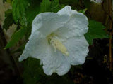 Hibiscus syriacus Snow Drift | White Rose of Sharon | Shrub Althea | 20_Seeds