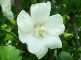 Hibiscus syriacus Snow Drift | White Rose of Sharon | Shrub Althea | 20_Seeds