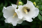 Hibiscus syriacus Snow Drift | White Rose of Sharon | Shrub Althea | 20_Seeds