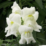 Antirrhinum majus Snowflake | Snapdragon | 20_Seeds