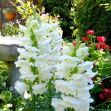 Antirrhinum majus Snowflake | Snapdragon | 20_Seeds