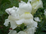 Antirrhinum majus Snowflake | Snapdragon | 20_Seeds
