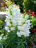 Antirrhinum majus Snowflake | Snapdragon | 20_Seeds