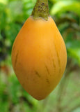 Solanum betaceum Yellow Fruit | Tamarillo | Tree Tomato | 20_Seeds